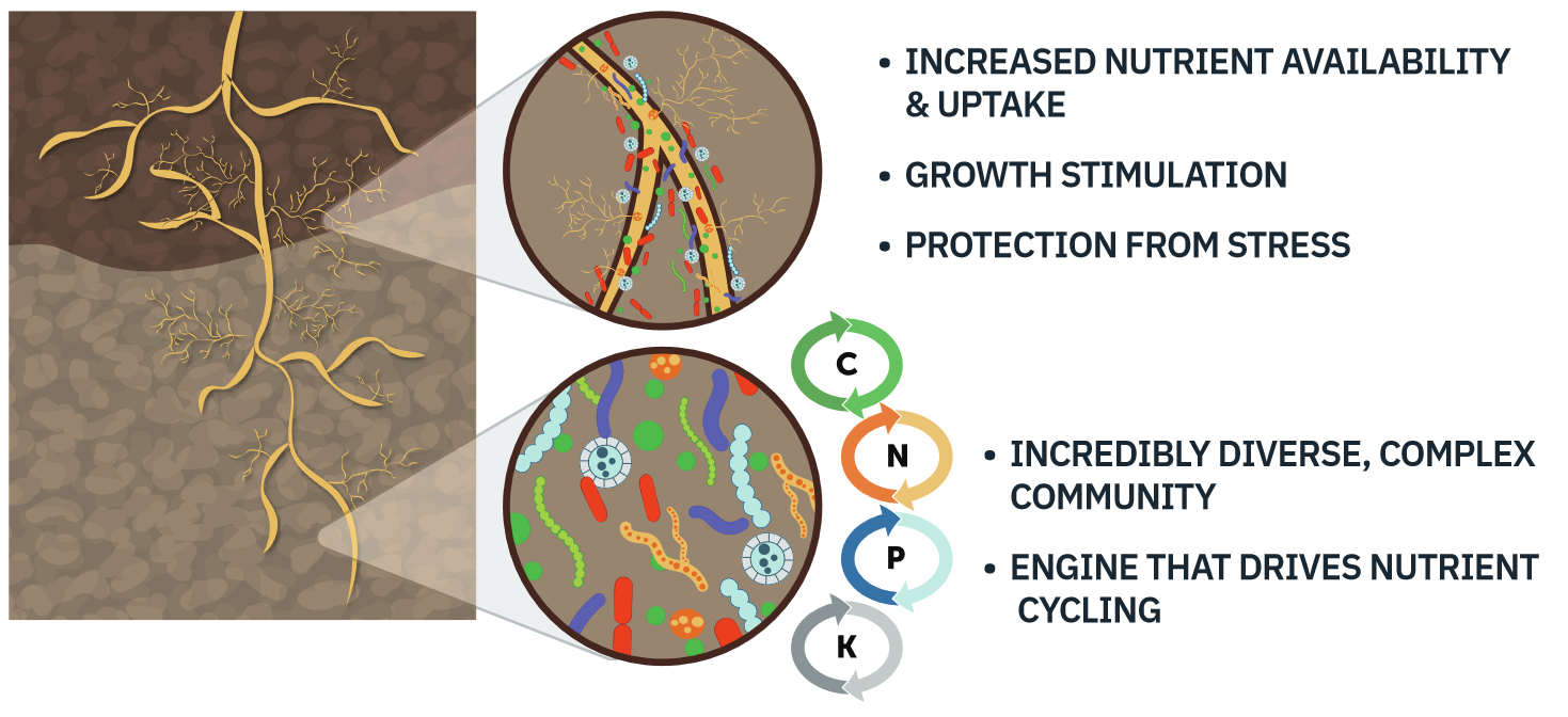 Diverse soil biology leads to many benefits