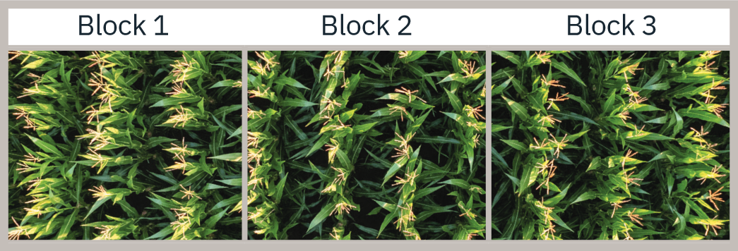 Divided field into equal blocks